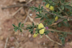 Polygala persicariifolia